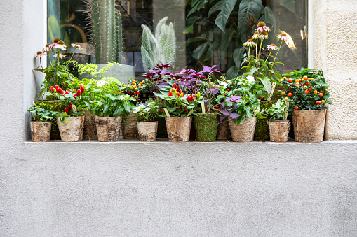 Potted plants in a row with copy space below