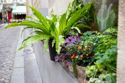 Potted plants in a row in a cobblestone street