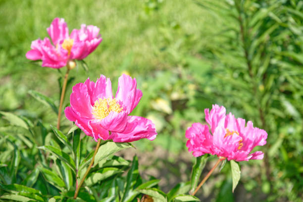 Beautiful pink tea roses in the garden