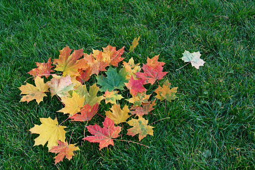 Multicolored maple leaves fallen on green grass of the lawn. autumn background.