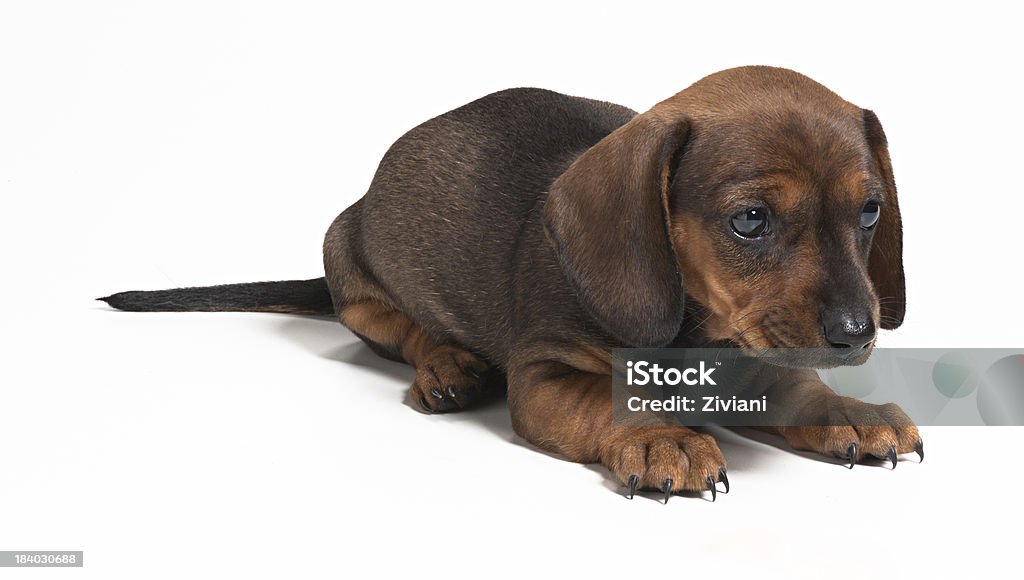 Marrom dachshund filhote - Foto de stock de Amizade royalty-free