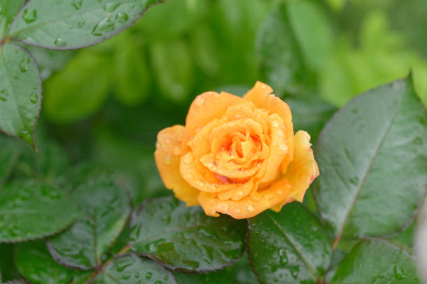 Yellow rose in a garden. Selective focus. Low DOF