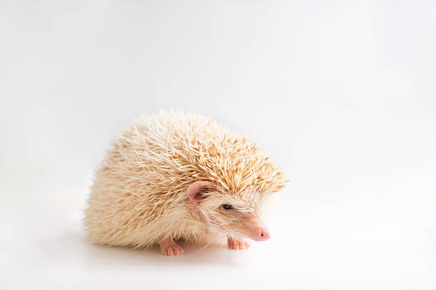 istock An african pygmy hedgehog on isolated background 184030745