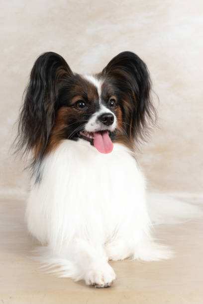 istock Studio shot of an adorable Papillon dog on light background 1840318319