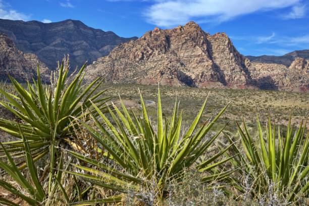 istock Red Rock Canyon National Conservation Area 1840319389