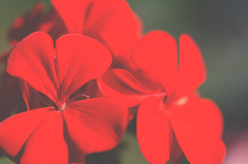Red garden geranium closeup