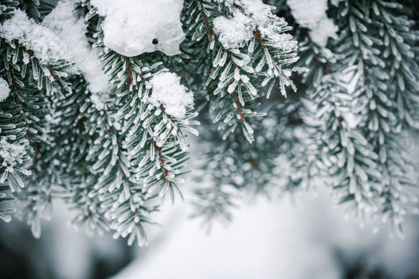istock Tree branches with frost outdoors 1840333459