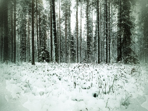 Grungy shot of snowy winter forest in Sweden.