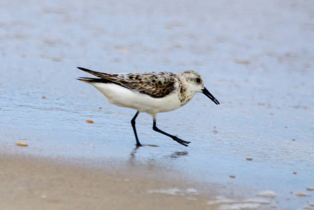 istock A Small Bird Walking Along a Wet Beach 1840336223