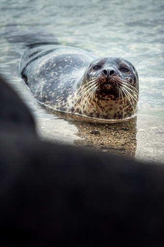 Cute seal i photographed in Iceland