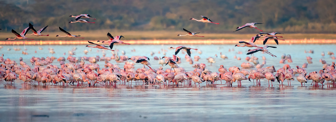 Ready to go - A large group of lesser flamingos at sunrise with some birds in flight in Lake Elementatia with beautiful light - Kenya