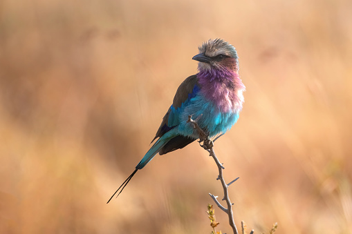 Colors - A lilac breasted roller on a branch with wonderful background and colors in Taragire National Park – Tanzania
