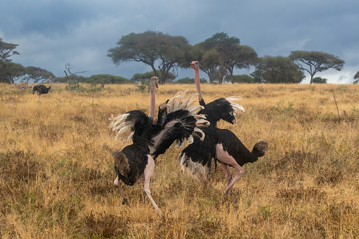 The fight - Two large male ostriches fighting over a group of females in Tarangire National Park with savannah in the background - Tanzania