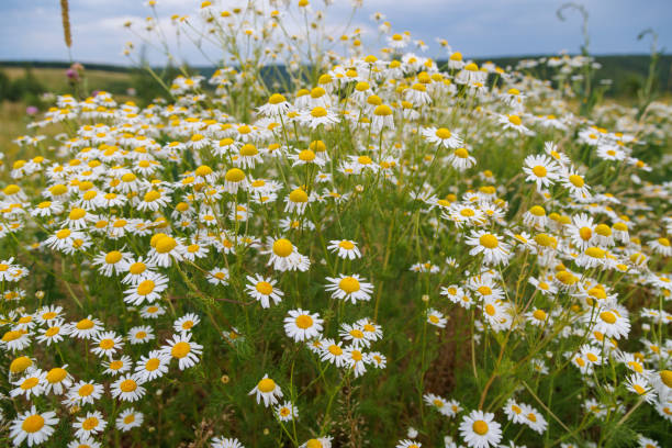 wild tall chamomile bush at summer day, closeup wide angle view