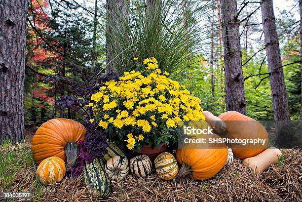 秋の装飾の森 - 麦わらのストックフォトや画像を多数ご用意 - 麦わら, 花壇, ウリ類