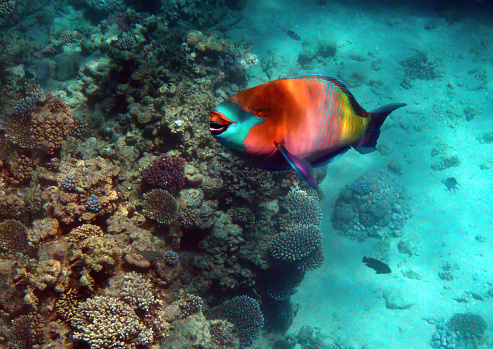 Parrot fish swimming by a coral reef.
