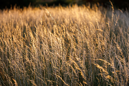 Dry yellow wild grass close-up full-frame background with selective focus