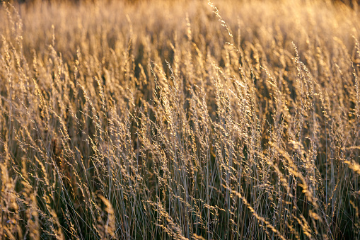 Dry yellow wild grass close-up full-frame background with selective focus