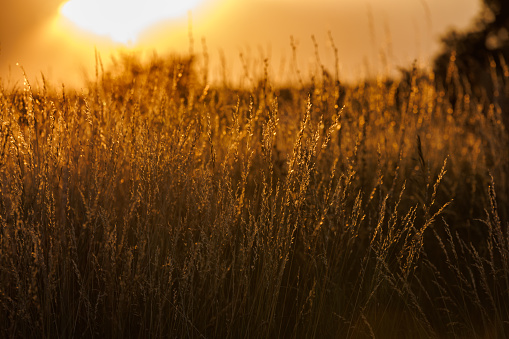 Dry yellow wild grass at sunset close-up background with selective focus