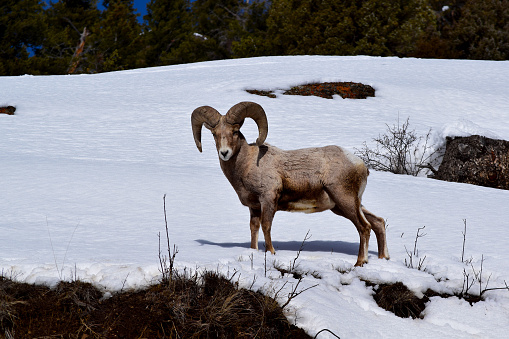 A male bighorn sheep is standing in the snow in a meadow on the mountain side, squinting his eyes.