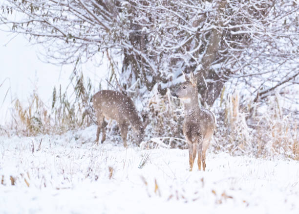 istock Roe deer, capreolus capreolus, standing on meadow in snowstorm in winter 1840378367