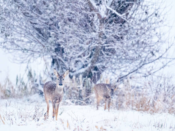 istock Roe deer, capreolus capreolus, standing on meadow in snowstorm in winter 1840379403