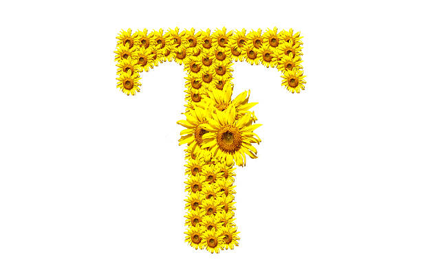 "T" sunflower alphabet stock photo