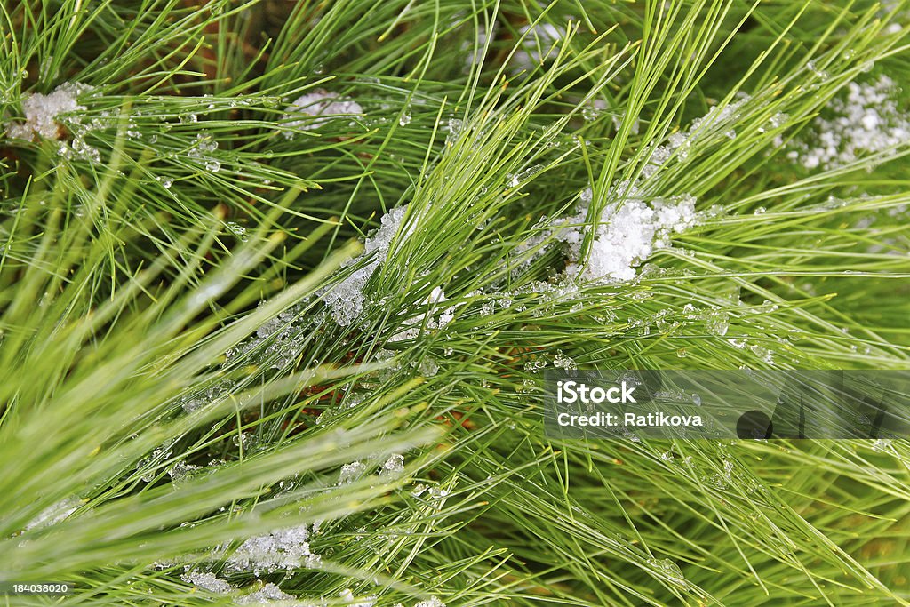 Snow on the brunch. Snow on the pine tree. Branch - Plant Part Stock Photo