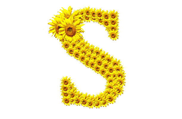 "S" sunflower alphabet stock photo