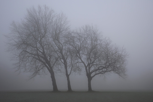 Brentwood, Essex, United Kingdom, December 2, 2023. Three mysterious, ethereal trees in a row. Shrouded in freezing mist or fog. Cold winter day outdoors