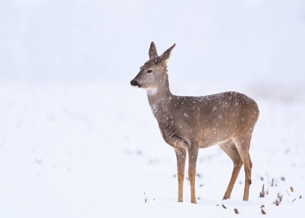 istock Female roe deer (Capreolus capreolus) standing in a snow covered field 1840385835