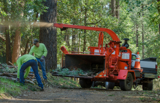 Chipping forest debris. A Northern California program to help prevent forest fires by clearing winter's accumulation of fallen limbs and trees in the Sierra foothills.