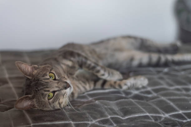 istock Gray cat sleeping with a teddy bear, tired cat lying on a bed, pet concept 1840392832