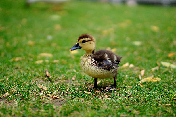 baby duck in a park stock photo