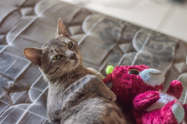 istock Gray cat sleeping with a teddy bear, tired cat lying on a bed, pet concept 1840398024