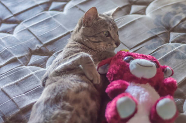 istock Gray cat sleeping with a teddy bear, tired cat lying on a bed, pet concept 1840398027