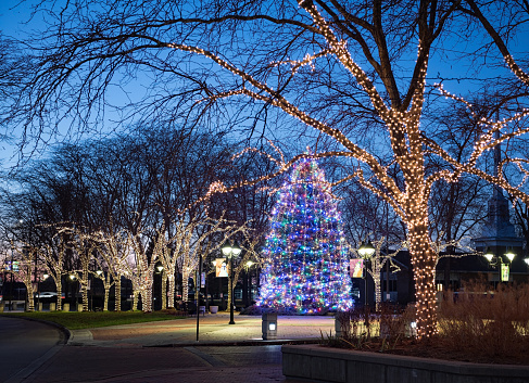 Trees wrapped with string lights and large, Blue Spruce, Christmas tree displayed in community park at twilight.