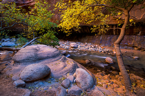 Autumn Of The Narrows and Virgin River in Zion National Park located in the Southwestern of United States, near Springdale, Utah