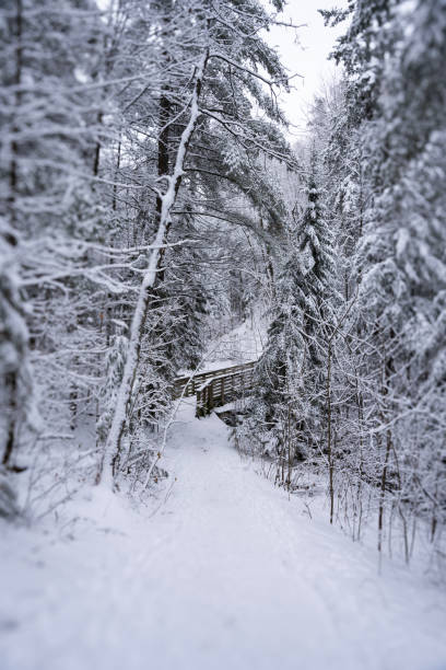 istock Snow covered path leading to a bridge in the forest 1840404958