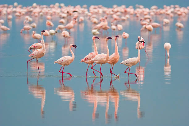 flamingos - lake nakuru stock-fotos und bilder