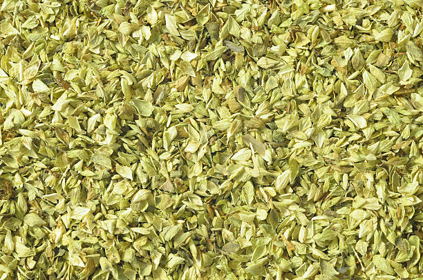 Oregano stock photo