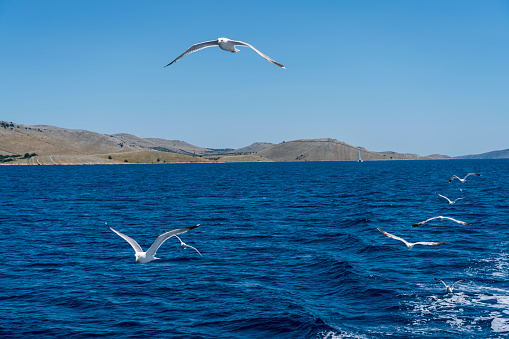 Small flock of seagulls over the blue Adriatic sea at Kornati islands. Sunny day, clear blue sky.