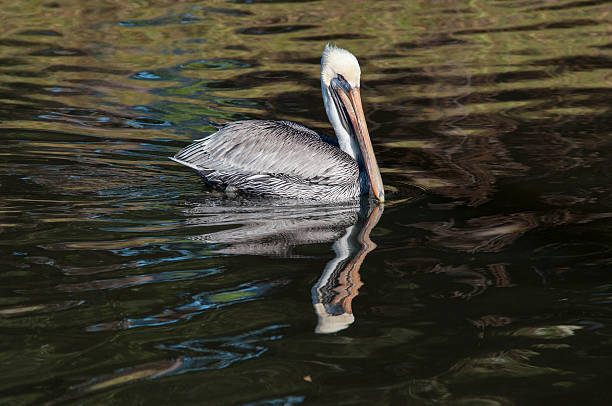 istock Pelican in the water 184041734
