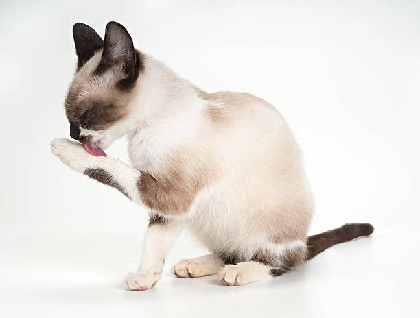 puppy cat puppy cat paw licking domestic animals stock pictures, royalty-free photos & images