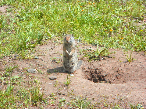 Wyoming prairie dog stands guard