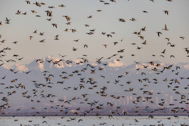 istock A flock of ducks migrating south from Boundary Bay, Delta, British Columbia, Canada, 1840431678