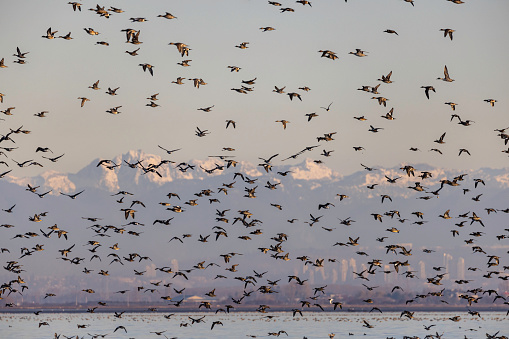 A flock of ducks migrating south from Boundary Bay, Delta, British Columbia, Canada,