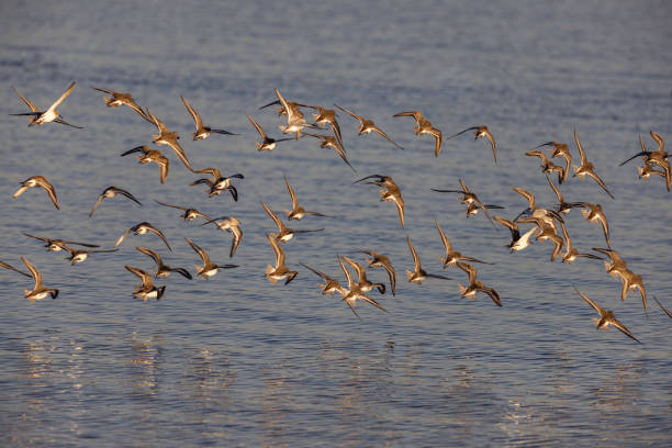 istock A flock of Dunlins (sandpiper) fly to their next beach feeding area at Boundary Bay, Delta, British Columbia, Canada, 1840431694