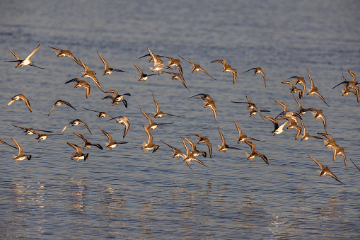 A flock of Dunlins (sandpiper) fly to their next beach feeding area at Boundary Bay, Delta, British Columbia, Canada,