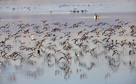 A flock of Dunlins (sandpiper) fly to their next beach feeding area at Boundary Bay, Delta, British Columbia, Canada,